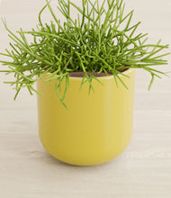 Load image into Gallery viewer, Key Lime Yellow stand:all