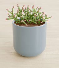 Load image into Gallery viewer, Misty Blue stand:all