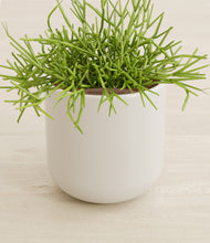 Load image into Gallery viewer, Cotton White stand:all