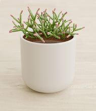 Load image into Gallery viewer, Cotton White stand:all