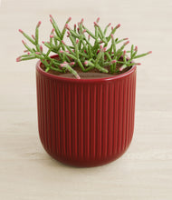 Load image into Gallery viewer, Striped Cherry Red stand:all