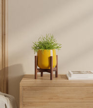 Load image into Gallery viewer, Mustard stand:walnut