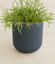 Load image into Gallery viewer, Iron Gray stand:all