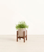 Load image into Gallery viewer, Eternal Gray stand:walnut