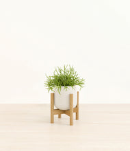 Load image into Gallery viewer, Cotton White stand:bamboo