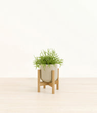 Load image into Gallery viewer, Sage Green stand:bamboo
