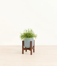 Load image into Gallery viewer, Misty Blue stand:walnut