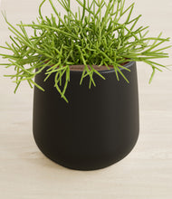 Load image into Gallery viewer, Black stand:all