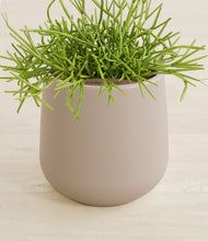 Load image into Gallery viewer, Eternal Gray stand:all