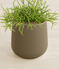 Load image into Gallery viewer, Olive stand:all