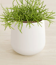 Load image into Gallery viewer, White stand:all