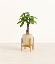 Load image into Gallery viewer, Almond Green stand:bamboo