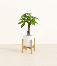 Load image into Gallery viewer, White stand:bamboo