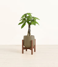 Load image into Gallery viewer, Olive stand:walnut