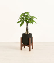 Load image into Gallery viewer, Black stand:walnut