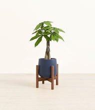 Load image into Gallery viewer, Deep Navy stand:walnut