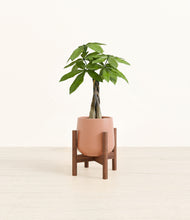Load image into Gallery viewer, Calm Rose stand:walnut