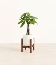 Load image into Gallery viewer, White stand:walnut