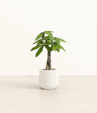 Load image into Gallery viewer, White*****Profile