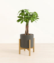 Load image into Gallery viewer, Dark Olive stand:bamboo