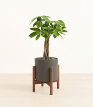 Load image into Gallery viewer, Dark Olive stand:walnut