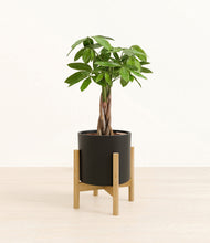 Load image into Gallery viewer, Black stand:bamboo