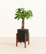 Load image into Gallery viewer, Black stand:walnut