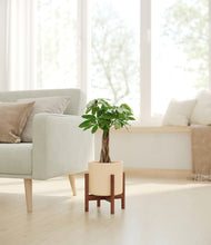 Load image into Gallery viewer, Cream stand:walnut