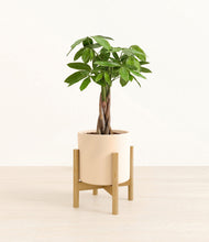 Load image into Gallery viewer, Cream stand:bamboo