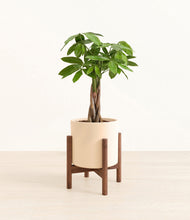 Load image into Gallery viewer, Cream stand:walnut