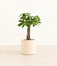 Load image into Gallery viewer, Cream*****Profile