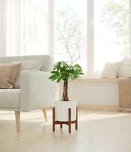 Load image into Gallery viewer, White stand:walnut