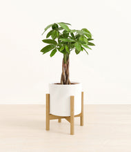 Load image into Gallery viewer, White stand:bamboo