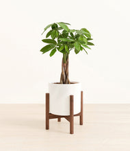 Load image into Gallery viewer, White stand:walnut