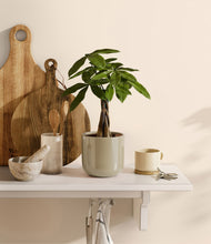 Load image into Gallery viewer, Sage Green