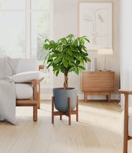 Load image into Gallery viewer, Iron Gray stand:walnut