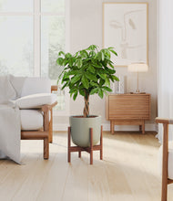 Load image into Gallery viewer, Sage Green stand:walnut
