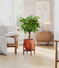 Load image into Gallery viewer, Earth Red stand:walnut