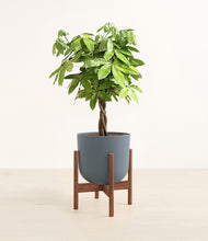 Load image into Gallery viewer, Iron Gray stand:walnut