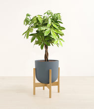 Load image into Gallery viewer, Iron Gray stand:bamboo