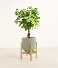 Load image into Gallery viewer, Sage Green stand:bamboo
