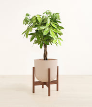 Load image into Gallery viewer, Sandy Pink stand:walnut