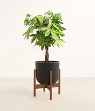 Load image into Gallery viewer, Stone Black stand:walnut