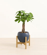 Load image into Gallery viewer, Deep Navy stand:bamboo