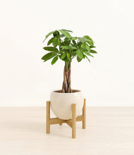 Load image into Gallery viewer, Shiny EggWhite stand:bamboo