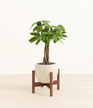 Load image into Gallery viewer, Shiny EggWhite stand:walnut