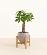 Load image into Gallery viewer, Winter Clouds stand:bamboo