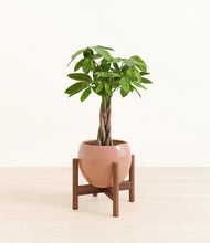 Load image into Gallery viewer, Calm Rose stand:walnut