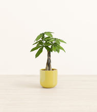 Load image into Gallery viewer, Key Lime Yellow*****Profile