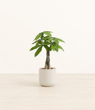 Load image into Gallery viewer, Cotton White*****Profile